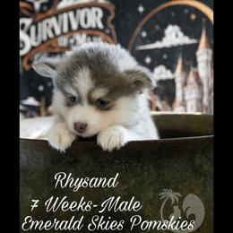 Rhysand - Silver and white male Pomsky puppy in Sumter, South Carolina from Emerald Skies Pomskies