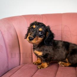 Pickles - Dapple male Dachshund puppy in Temecula, California from Naomi Magee's Dachshund Kennel