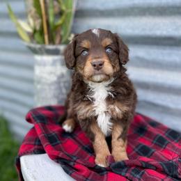 Maleficent - female Australian Mountain Doodle puppy in Randolph, Utah from Dry Canyon Pups
