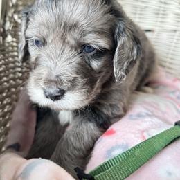 Green collar - Blue merle male Aussiedoodle puppy in Valdosta, Georgia from Fifth Day Farm