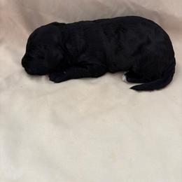 Bellini - Black female Bordoodle puppy in Indianapolis, Indiana from Indiana Bordoodles