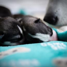 Siberian Husky Puppies from Ivie Huskies