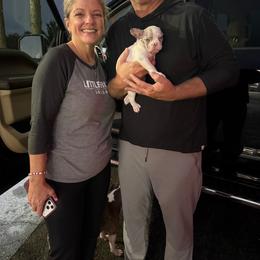 Ember - Blue male Companion Cross puppy in Fort Smith, Arkansas from Blue Elite Boston Terriers Frenchies & Frenchtons