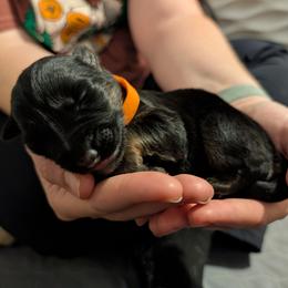 Orange collar - Black and tan female German Shepherd puppy in Millan, Illinois from Volhouden German Shepherds