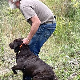 Labrador Retrievers from Rustic Ridge Labradors