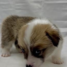 Pembroke Welsh Corgi Puppies from Crown Legacy Pembroke Corgis