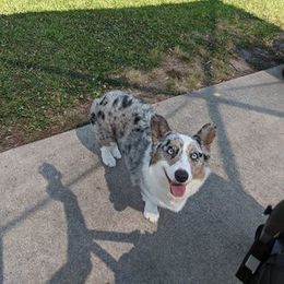 American Corgi and Pembroke Welsh Corgi All Grown Up from Boba Tea Corgis