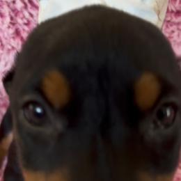 Girl 4 - Black and rust female Doberman Pinscher puppy in Centralia, Missouri from TopSpots Farm