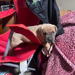Bingo - Gray and fawn male Cane Corso puppy in Centerville, Georgia from Kane Corso Kennels