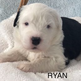 Ryan - Blue gray and white male Old English Sheepdog puppy in Baltimore, Maryland from Misty Blue’s Old English Sheepdogs
