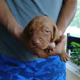 Boy 4 - male Vizsla puppy in El Dorado, Arkansas from Vizslas Cool Creek Kennels
