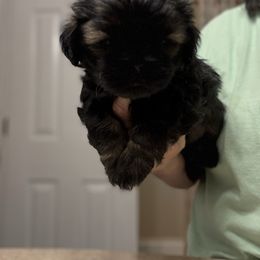 Ranger - Sable male Shih Tzu puppy in Boiling Springs, South Carolina from Sherry Whiteside's Shih Tzus