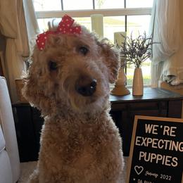 Bailey - Goldendoodle