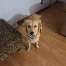 Vera - Light golden female Golden Retriever puppy in Great Falls, Montana from VS Golden Fields