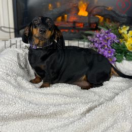 Dachshund Puppies from The Weenie Hut