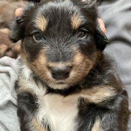 Calypso: Girl 3 Black - Australian Shepherd puppy from Magpie Springs Australian Shepherds