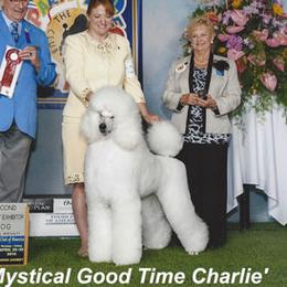Charlie - Poodle