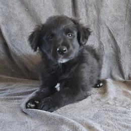 Bear - Black & white male Australian Shepherd puppy in Kingman, Arizona from Long Mt Aussies