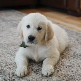Mr. Pine - Light golden male Golden Retriever puppy in Bedford, Indiana from Indiana Goldens