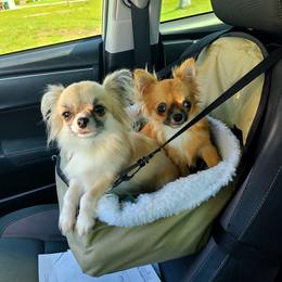 Melody - Chihuahua