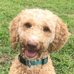 Jax - Australian Cobberdog