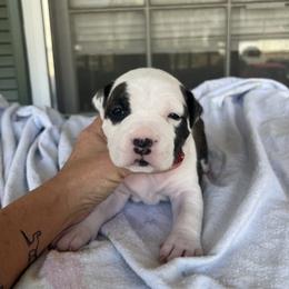 Popeye - Black brindle male American Staffordshire Terrier puppy in Marietta, Georgia from Ambition Amstaffs