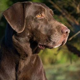 Labrador Retriever All Grown Up from Champion Retrievers