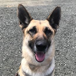 Karma - German Shepherd