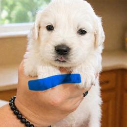 Bamboo Boy 3 - Light golden male Golden Retriever puppy in Fort Morgan, Colorado from Golden Girls Kennels, LLC
