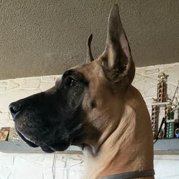 Great Danes and Pembroke Welsh Corgis from Angelwingz Kennels