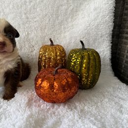 Amelia - Red tri female Miniature Australian Shepherd puppy in Ambrose, Georgia from Brandilyn's Aussies