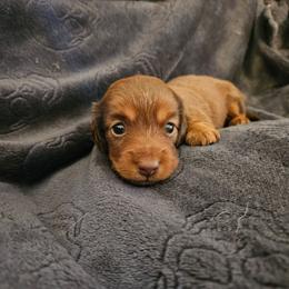 Girl 1 - Chocolate and tan female Dachshund puppy in New Castle, Colorado from Shaffers low riding weiners