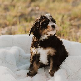 Bernedoodles, Havanese, and Havapoos from Lady Paws Puppies - Cassie