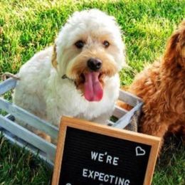 Aussiedoodles and Goldendoodles from All American Doodle