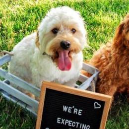 Aussiedoodles and Goldendoodles from All American Doodle