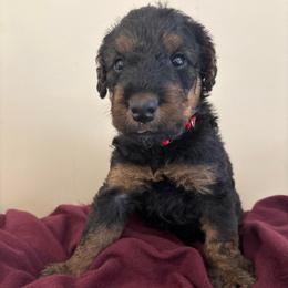 Milo - Black and tan male Airedale Terrier puppy in Huntersville, North Carolina from Cool Hand Luke Kennels
