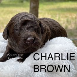 Goldendoodle Puppies from O’Doodle Clan Goldendoodles