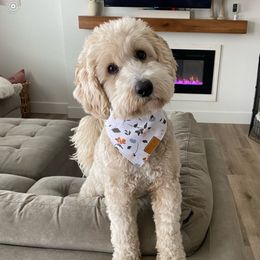 Muffy - Goldendoodle