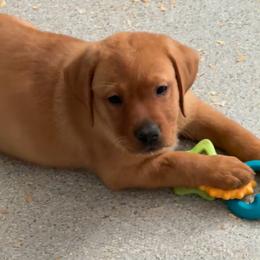 Black collar - Yellow female Labrador Retriever puppy in Clinton, Tennessee from Summer Rose