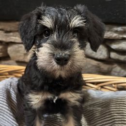 Winston - Black and silver male Miniature Schnauzer puppy in Akeley, Minnesota from Great Northern Schnauzers