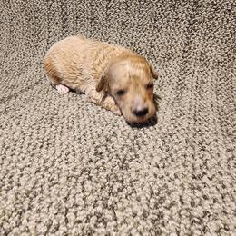 Leo - Apricot male Poodle puppy in Plano, Texas from Dogs lovers