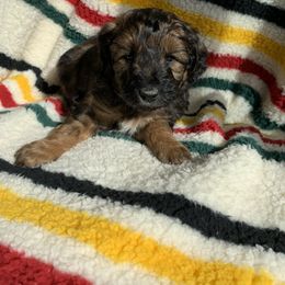 Aussiedoodle and Australian Shepherd Puppies from Homestead Aussies & Doodles
