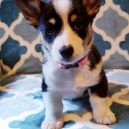 American Corgi and Pembroke Welsh Corgi Puppies from Whimsical Treasure Corgis