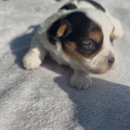 Biscuit - Black and gold male Yorkshire Terrier puppy in Houston, Texas from Little things