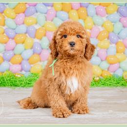 Bison - Red male Cockapoo puppy in Connersville, Indiana from Deaz Doodle Ranch