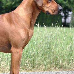 Rhodesian Ridgebacks from Of Course Rhodesian Ridgebacks