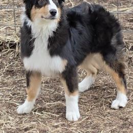 Breelan - Black tri-color female Australian Shepherd puppy in Divide, Colorado from Outlaw Farm and Kennel