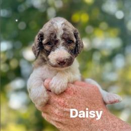 Daisy - Parti female Poodle puppy in Athens, Georgia from Alexander’s Standard Poodles