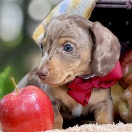Sparky 4000 - Dapple male Dachshund puppy in Hendersonville, North Carolina from Snarky Doxy Miniature Dachshunds