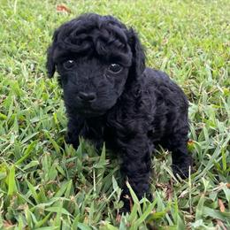 BFP - Black female Poodle puppy in Bee Branch, Arkansas from Scroggins Creek Doodles